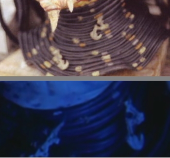 talons_zps14d585af.jpg