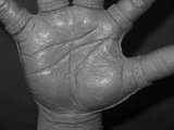 th_20110902-P1RH-FinalDetailPalm.jpg