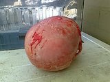 th_predtrophyskullmmm4.jpg th_predtrophyskullmmm4.jpg