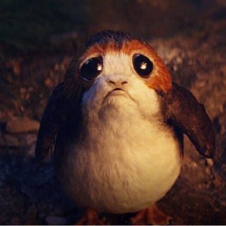 The-implacable-gaze-of-the-porg-The-Last-Jedi-promotional-image_Q320.jpg