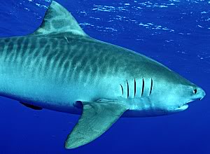 tiger_shark.jpg