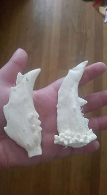 tooth.jpg
