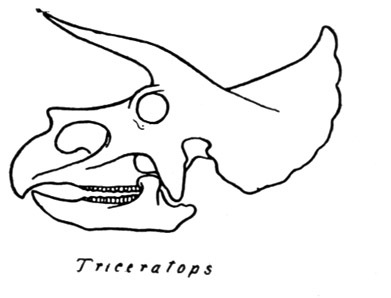 Triceratops.jpg