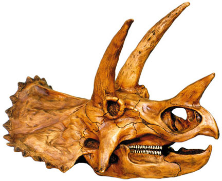 triceratops.jpg