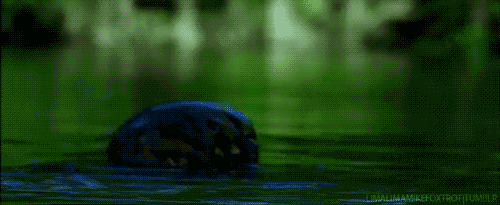 tumblr_m6eimekAEF1rrov60o1_500.gif
