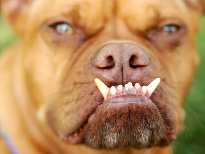 uglydog.jpg