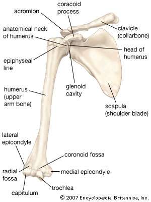 view-bones-shoulder-humerus-scapula-clavicle.jpg