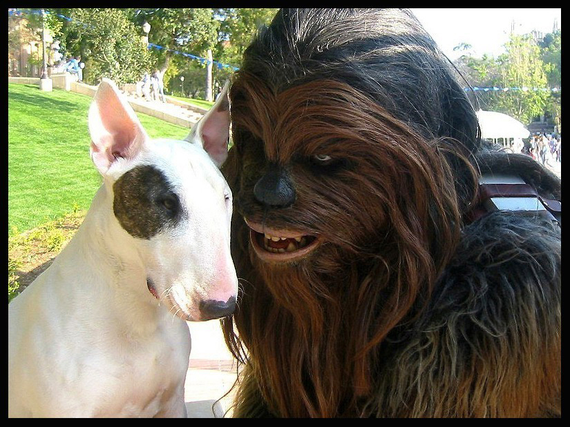 A Wookiees Best Friend
