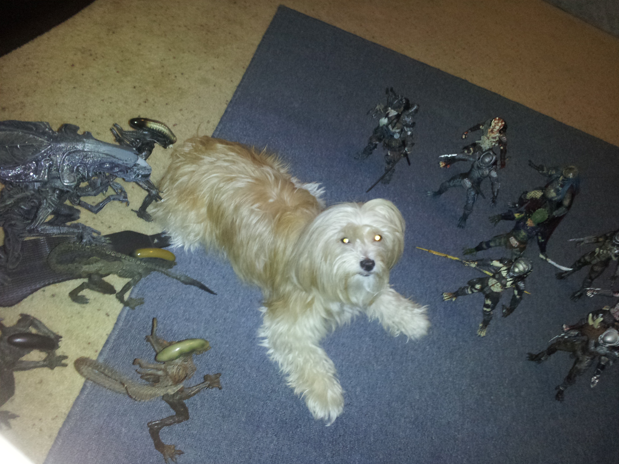 Aliens vs Puppy vs Predator