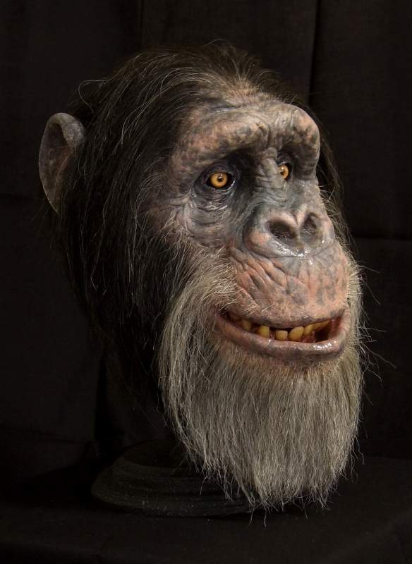 Chimpanzee