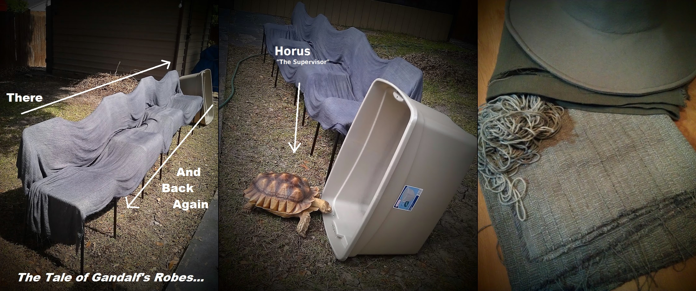 Cloth dyed. Horus the Tortoise supervises.