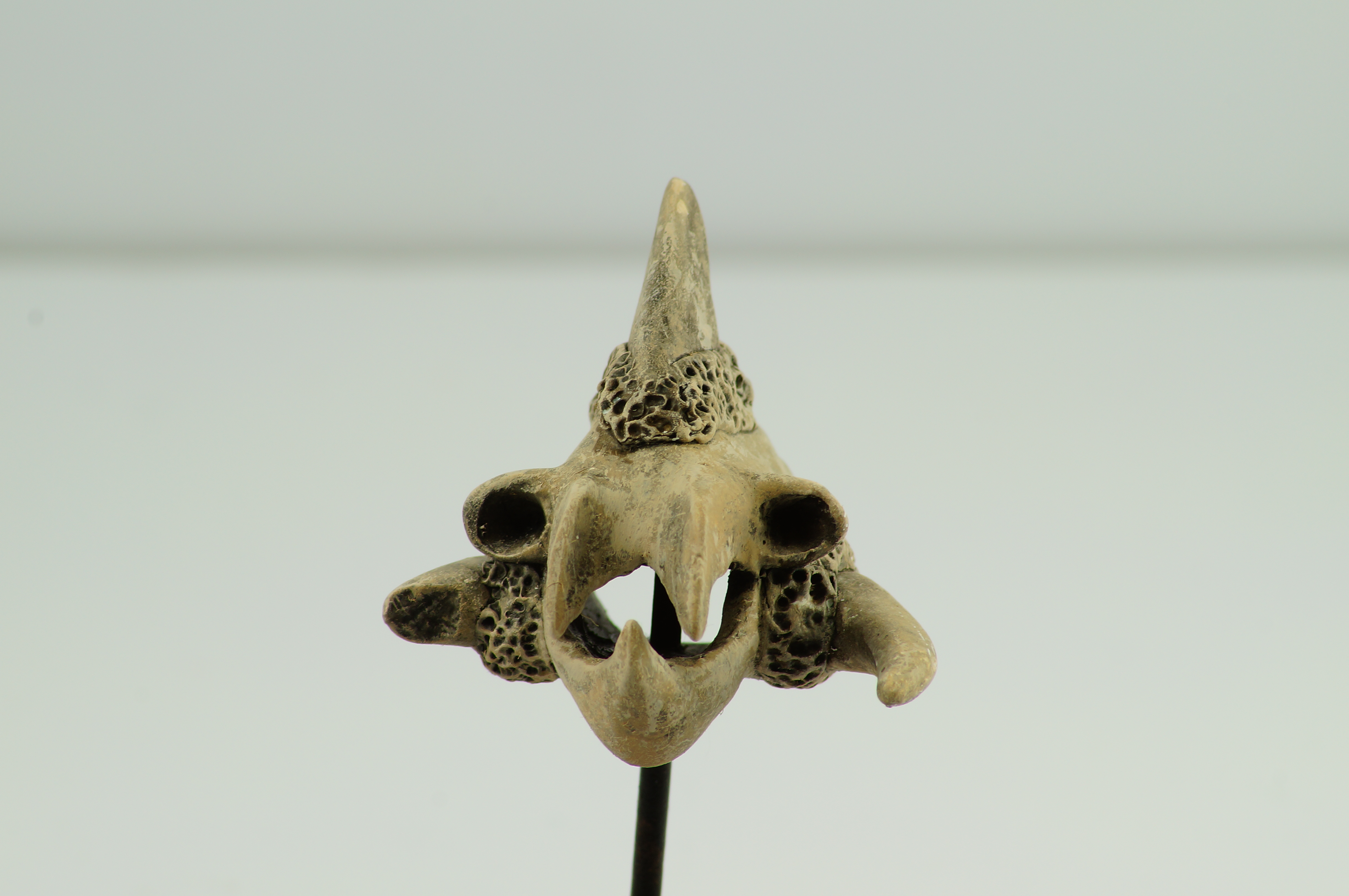 Custum Skull - TriHorn
