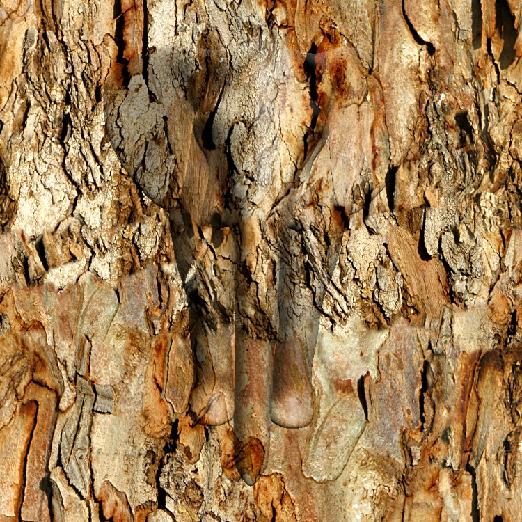 Eucalyptus Bark