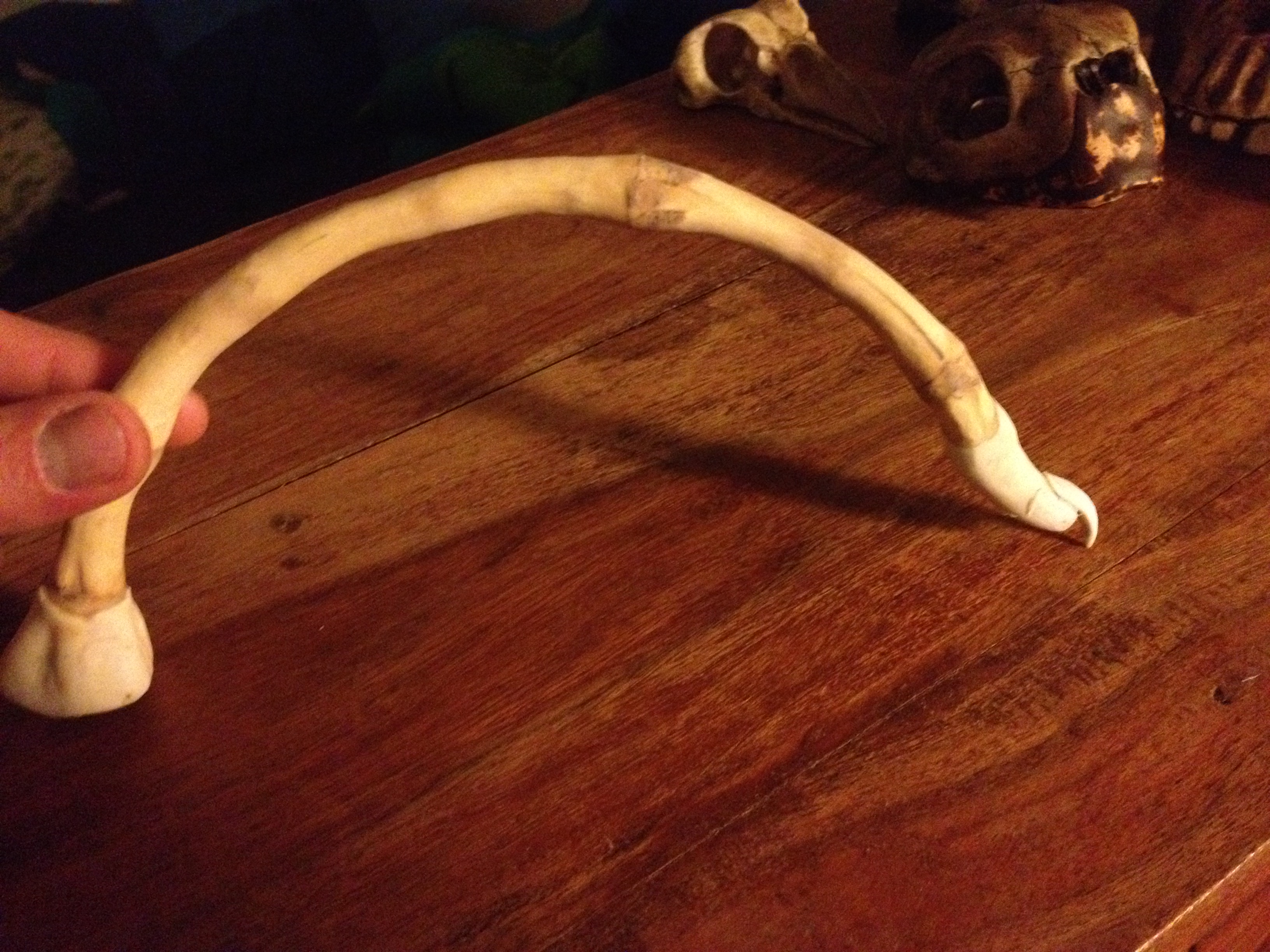 Facehugger limb