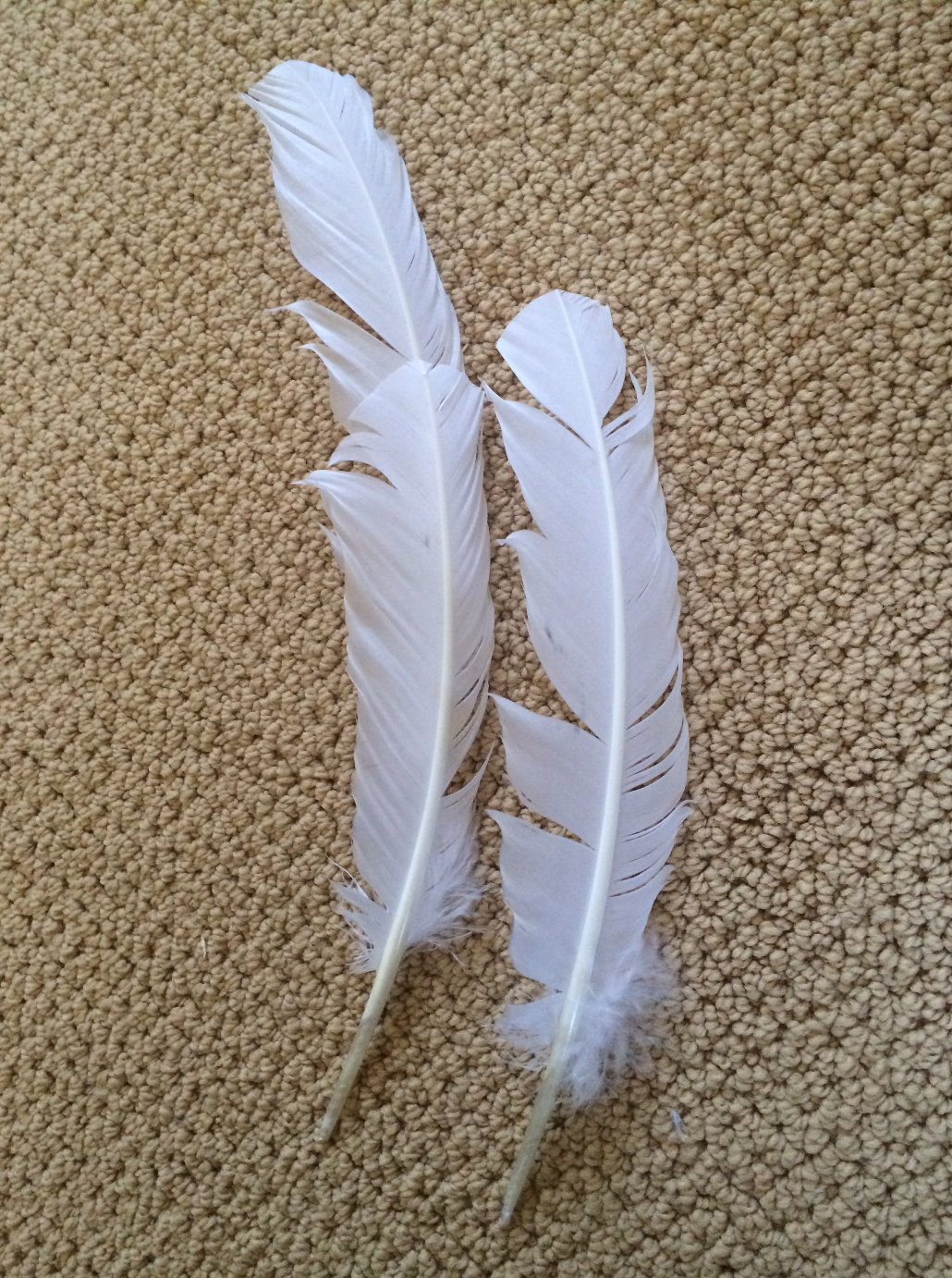 feather prototype