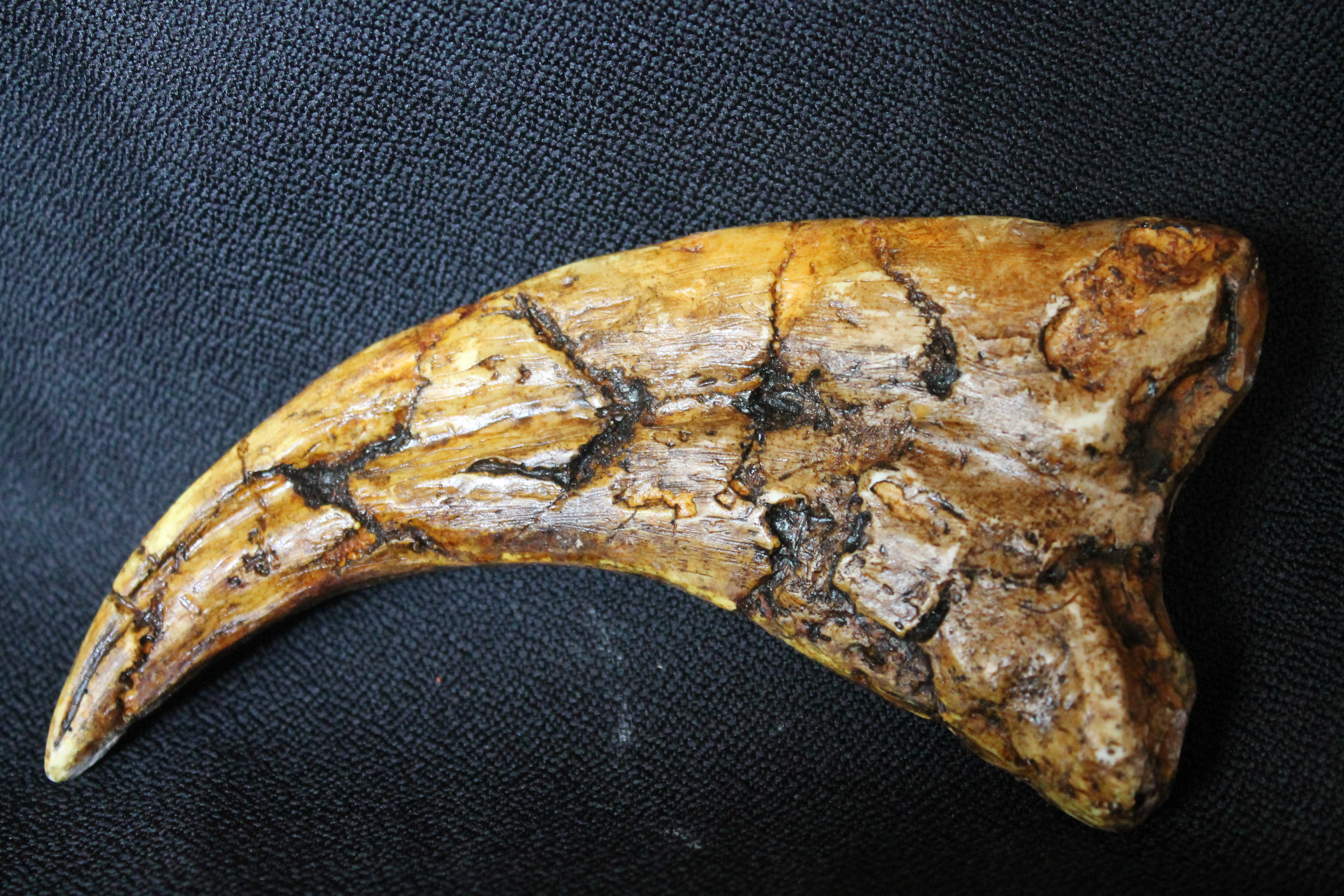 fossil claw