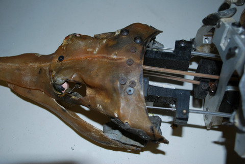 gator3
