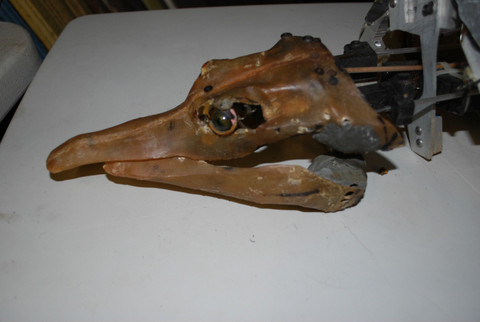 gator4