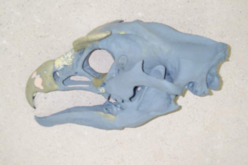 Gryphon skull side