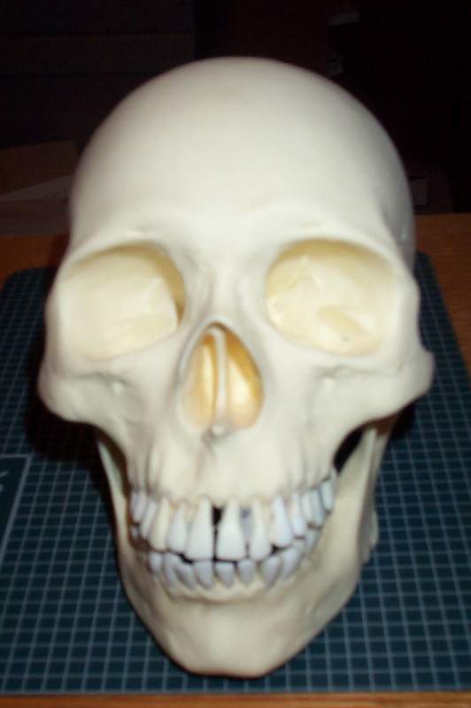 human size skull front