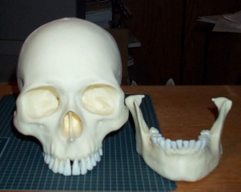 human size skull pieces