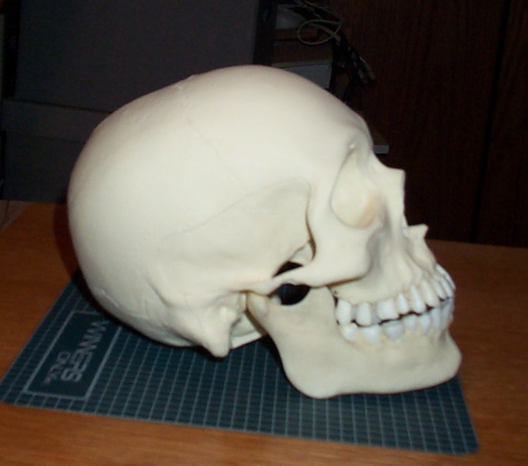 human size skull side
