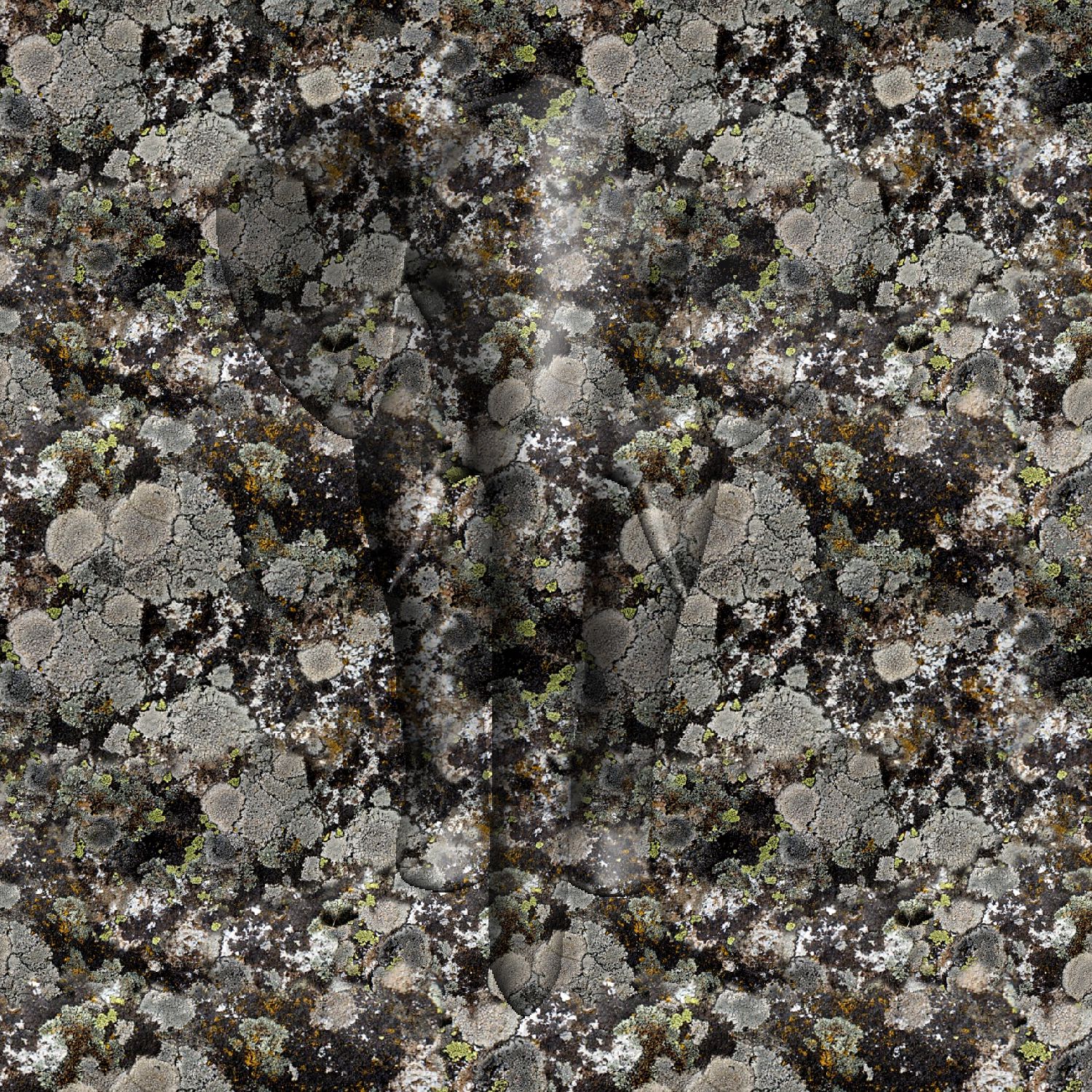 Lichen Camo 64