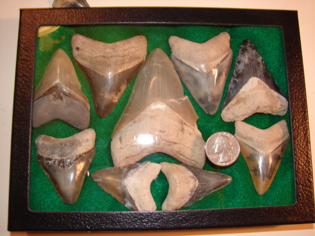 Locally found shark teeth, approx 60 million years old.