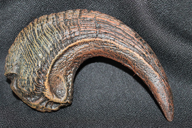 lrg raptor claw 2