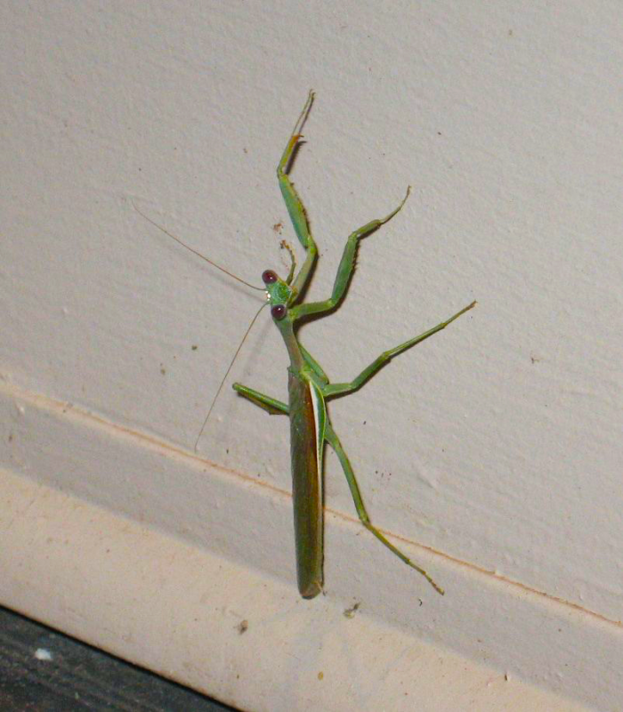 Mantis