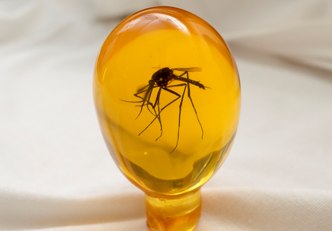 Mosquito egg from John Hammond's cane in  Jurassic Park.