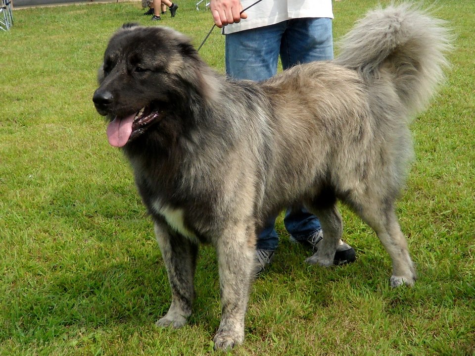 Mouse, my Caucasian Mountain Dog. 130 pounds here, now 150. He cam with cropped ears unlike the book's floppy ears.