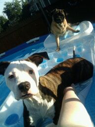 My Dogs