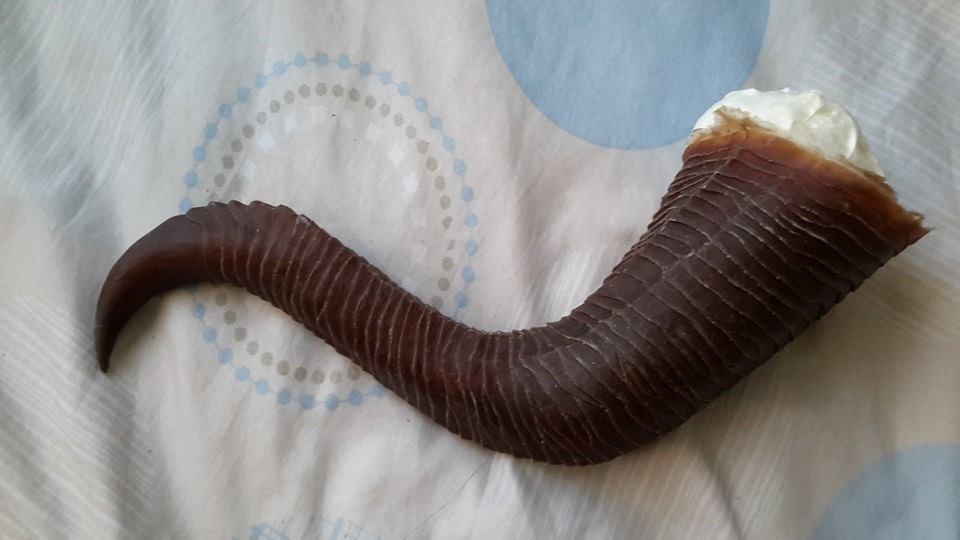 One of the horns first pulled from the mould. I later had to go in with paint to darken the horns slightly.