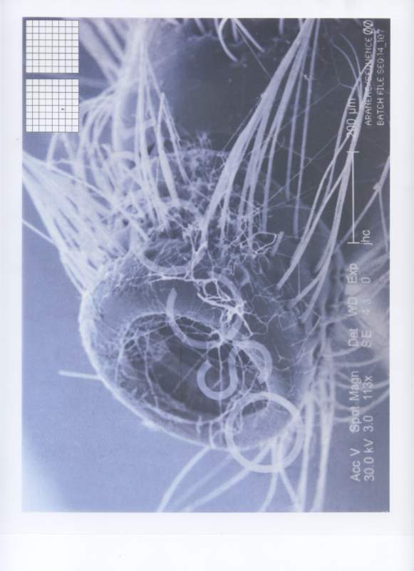Oscorp Documents 8