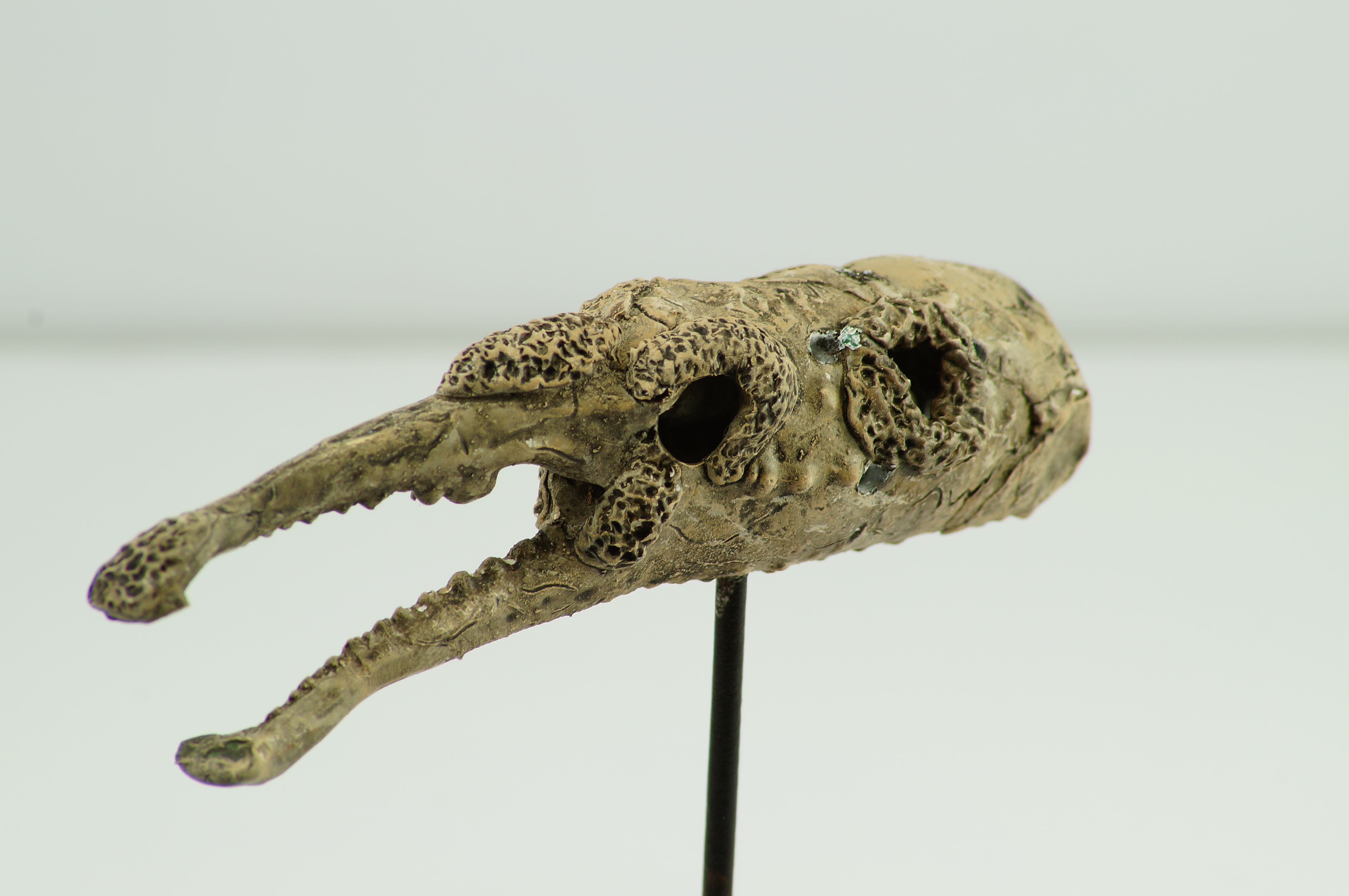 Prehistoric Fish Skull -