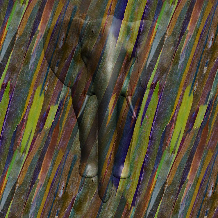 Rainbow Eucalyptus Bark.jpg