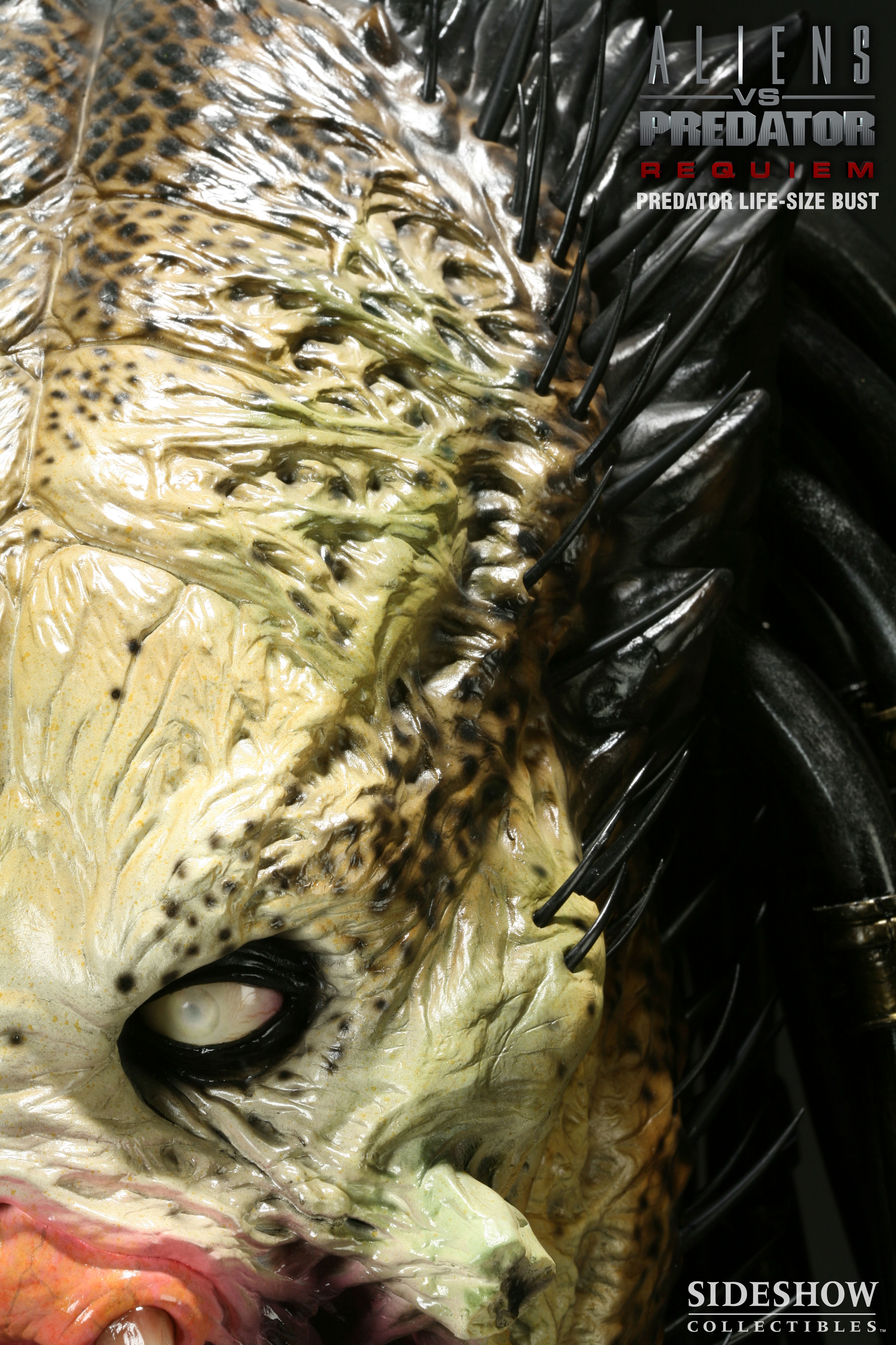 Sideshow Wolf Predator Life Size Bust 08