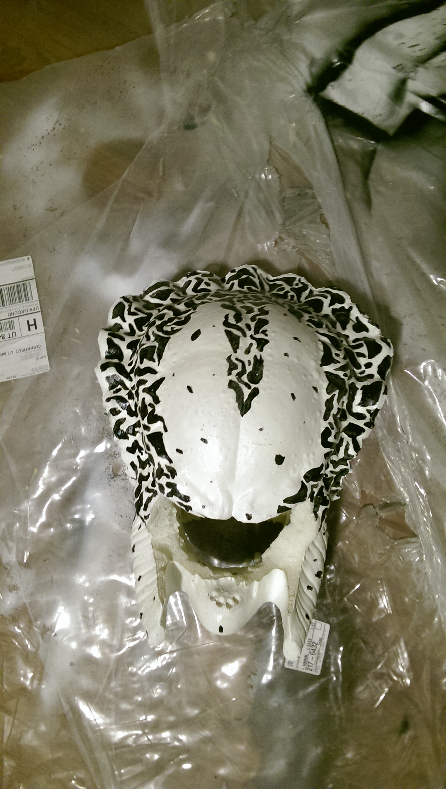 top view of head.